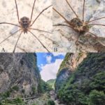 秘境重庆·绿色阴条岭：探访北纬30°最后的原始森林王国
