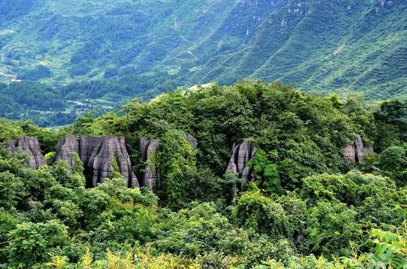 探秘金佛山：重庆生态旅游胜地中的自然奇观与保护实践