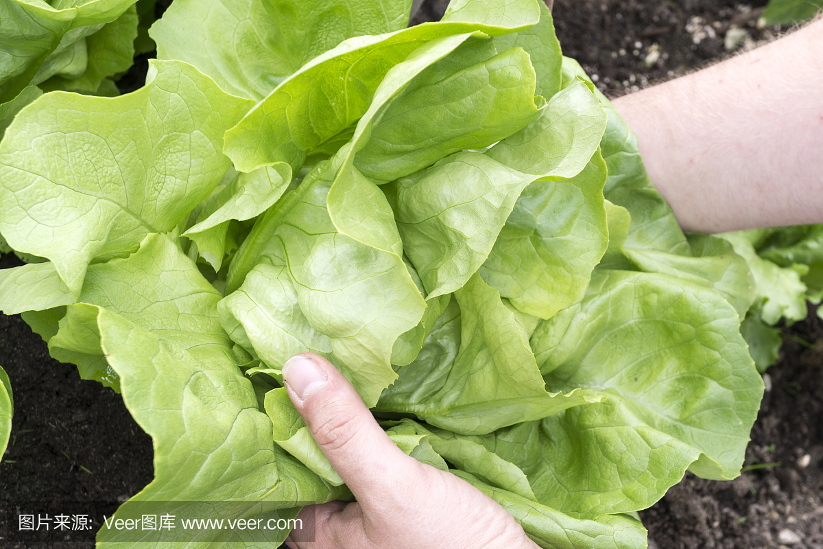 山城寻味记：从麻辣火锅到田间莴笋，玩转重庆的味蕾冒险